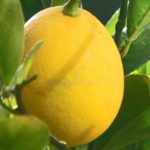 meyer_lemon