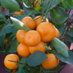 calamondin