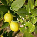 mex_lime_2