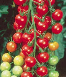 sweet cherry tomatoes