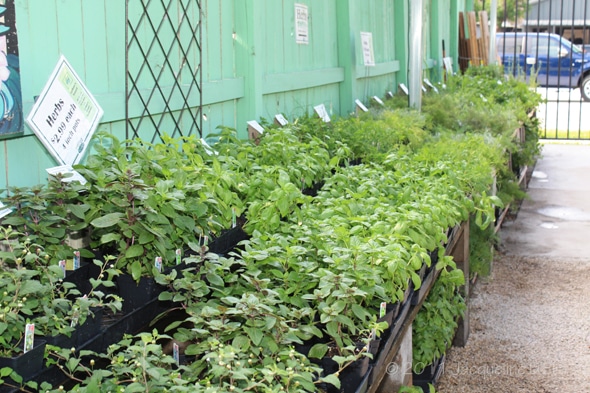 Herbs in the Garden