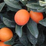 meiwa_kumquat