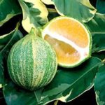 variegated_lemon