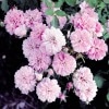 caldwell pink