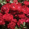 drift rose