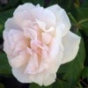 spice rose