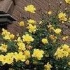 yellow rose