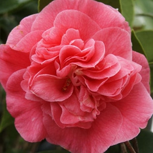 ackscent_camellia_300