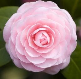 Camellia Availability - Buchanan's Native Plants