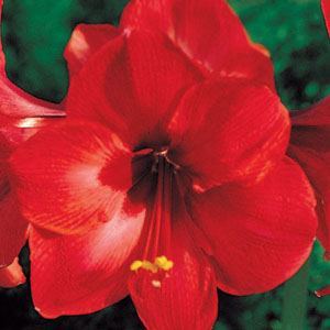 amaryllis_rlion1