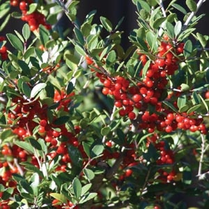 Yaupon Holly Berries