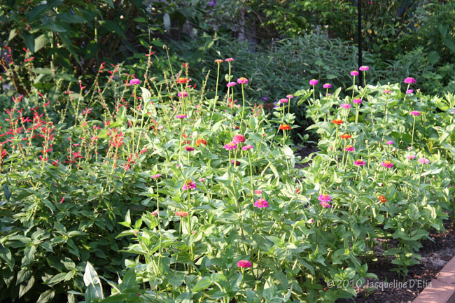 Nectar plants (Salvia and Zinnia)