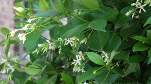 star jasmine vine with white star-like flowers