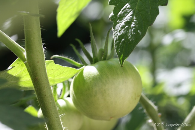 tomato-3