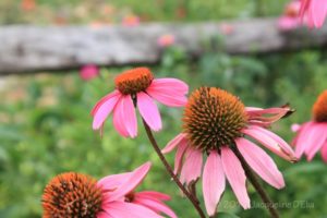 landscaping with native plants of texas