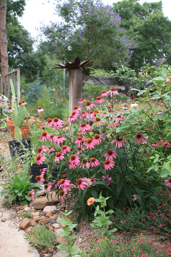 Our Top 10 Native Plants For Houston, Houston Area Landscaping Plants