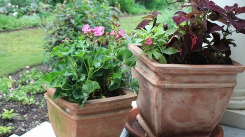 Container Gardens on the Front Porch