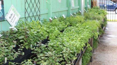 herbs in flats for sale