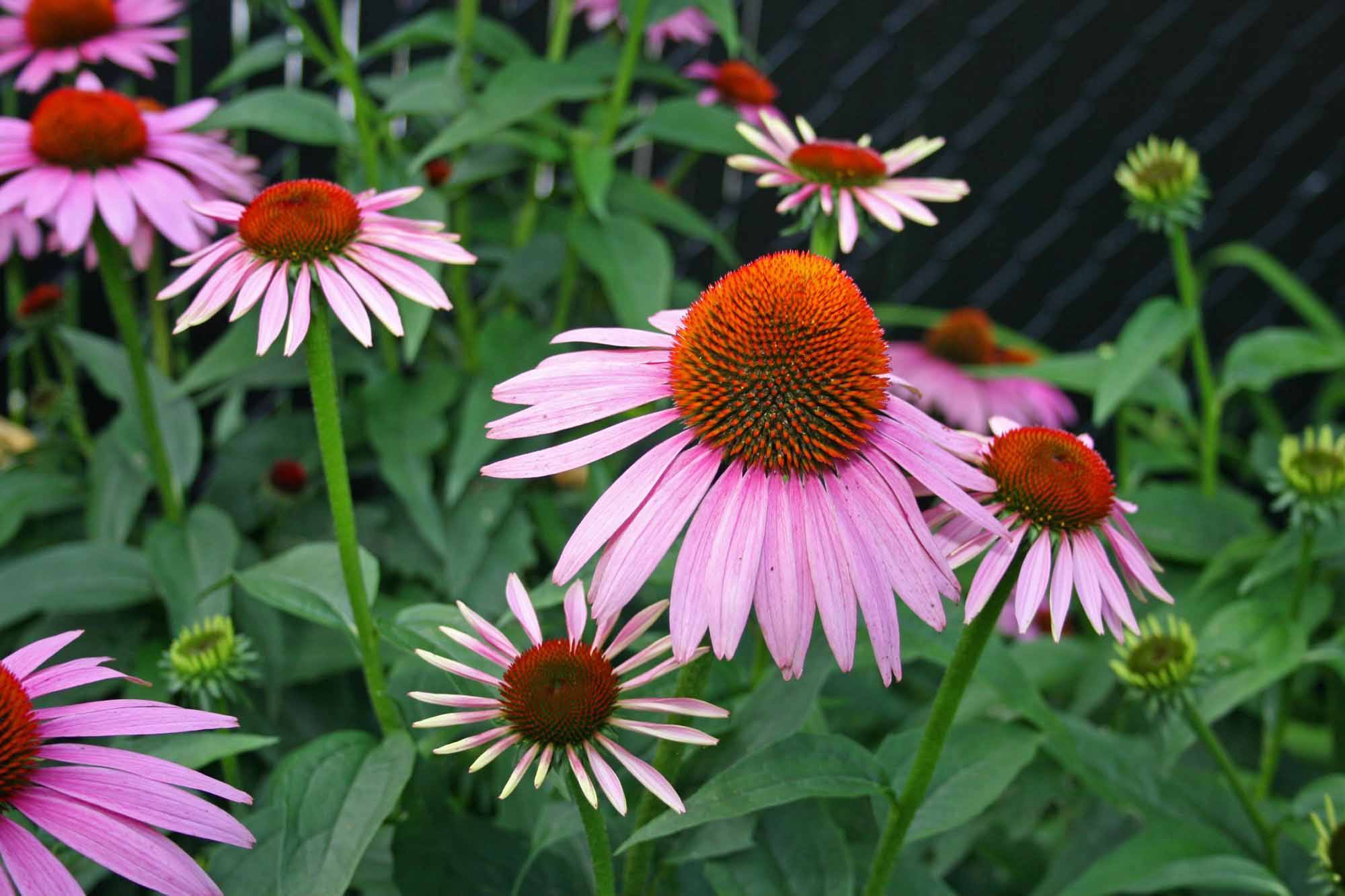 Going Native Our Top 10 Native Plants for Houston