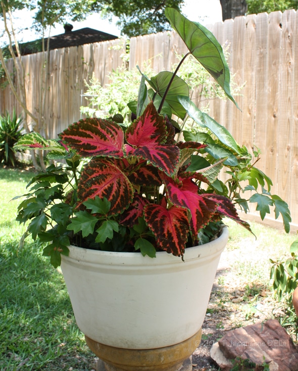 Tips For Container Gardening In Houston, Best Outdoor Potted Plants For Texas