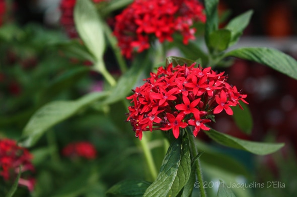 Pentas are butterfly magnets!