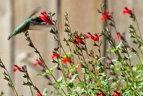Hummingbird on Salvia greggii