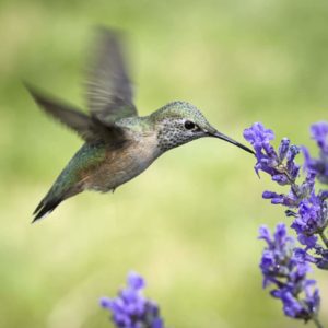 Texas Native Plants - Buchanan's Native Plants