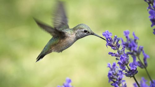 Hummingbird feeding on lavender