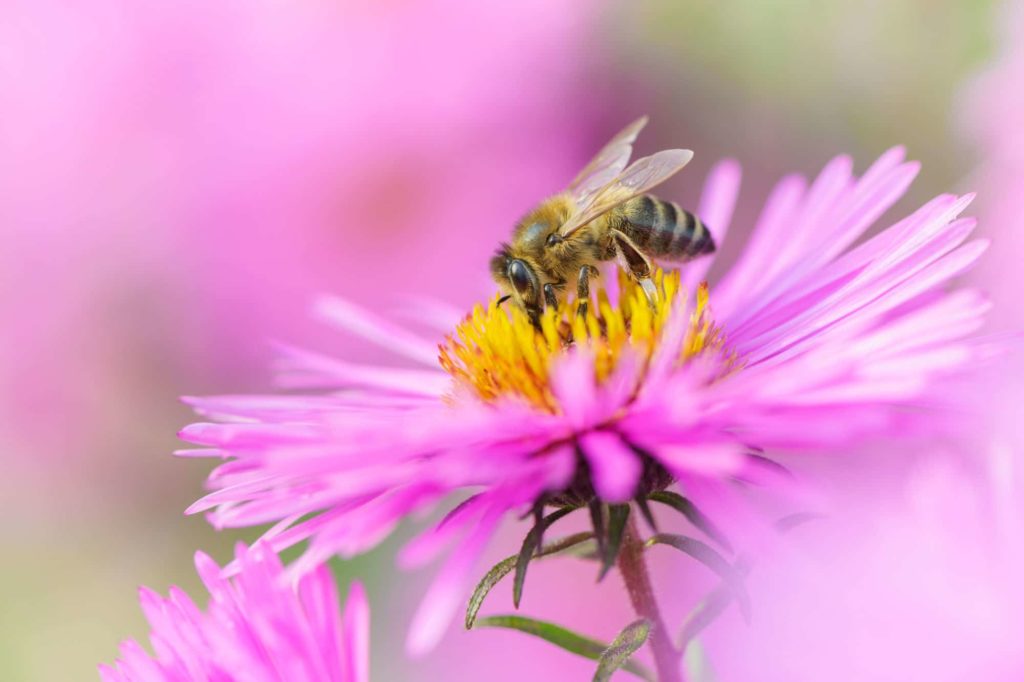 Honey bee on pink daisy