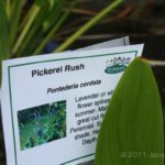 Pickerel Rush