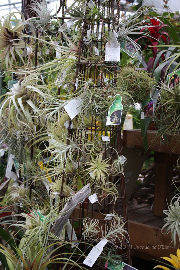 Tillandsia Display