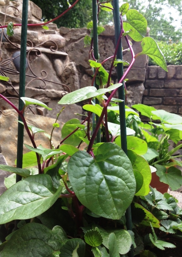 Malabar Spinach