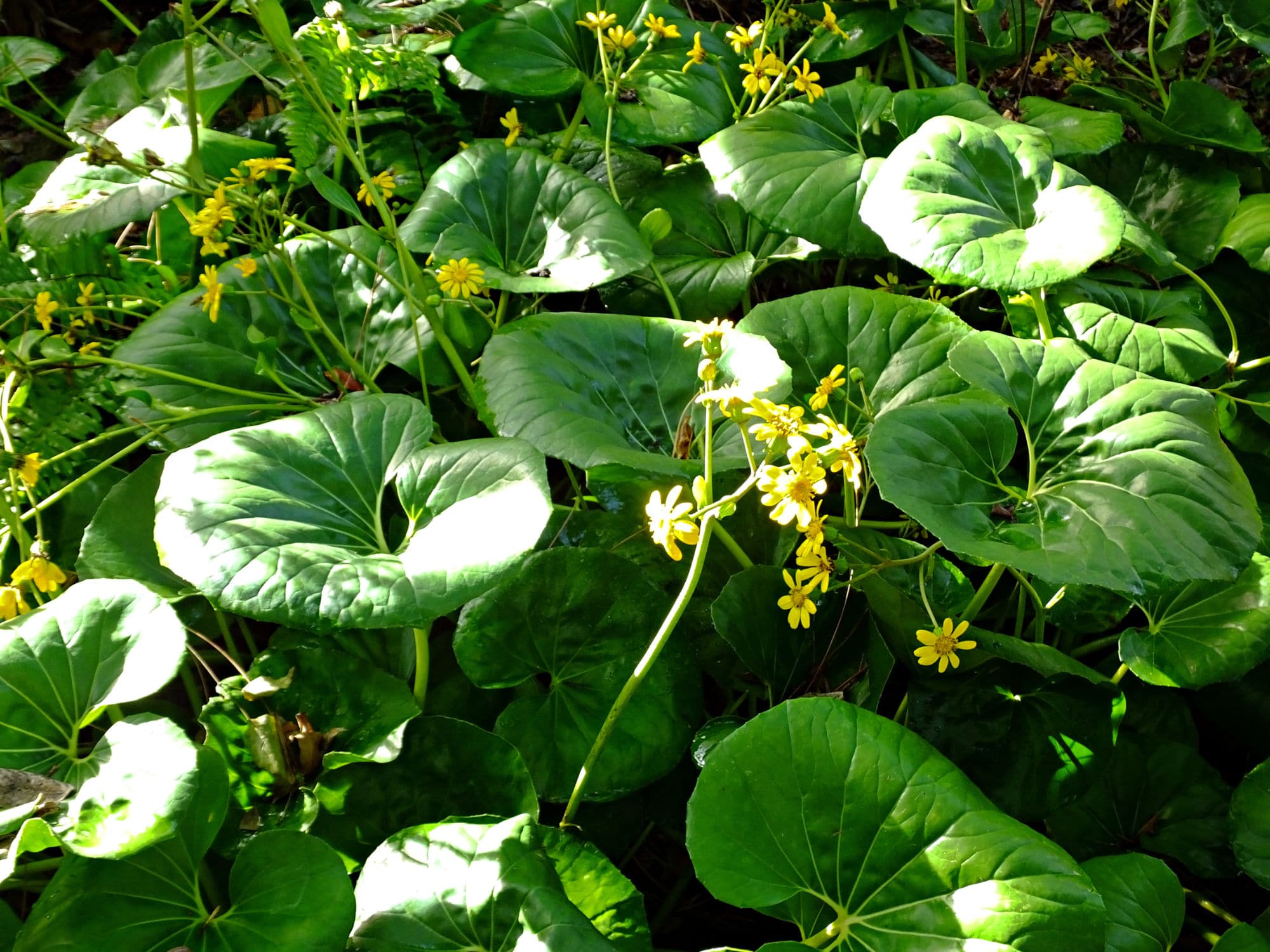 Leopard Plant Striking Foliage For The Shade Garden