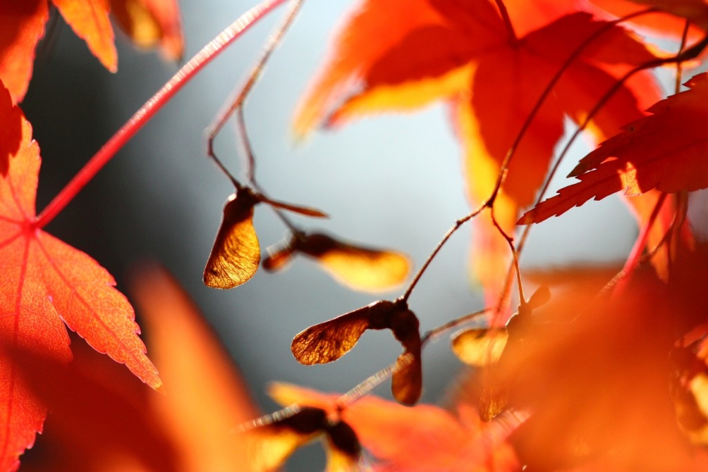 Maple Foliage