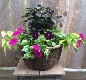 Combo Black Pearl Ornamental Pepper, Purple Wave Petunia, Sweet Potato Vine