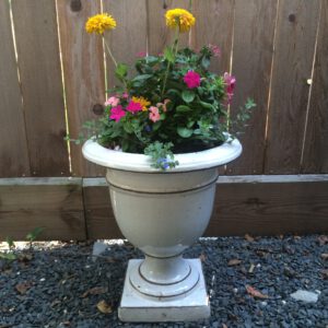 Combo Zinnias, Pentas, Blue Daze & Vinca