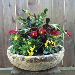 Combo Croton, Pansies, Violas and Snapdragons