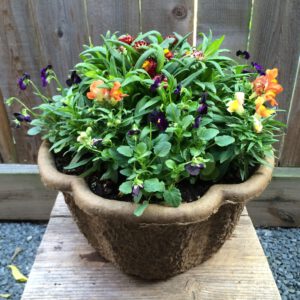 Potted Strawflower, Violas and Snapdragons