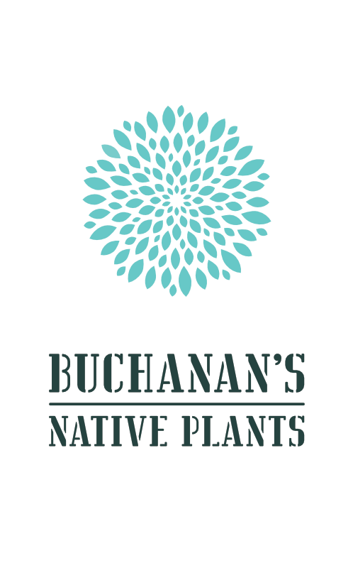 Virginia Creeper - Buchanan's Native Plants