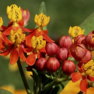 Asclepias flowers for bouquet