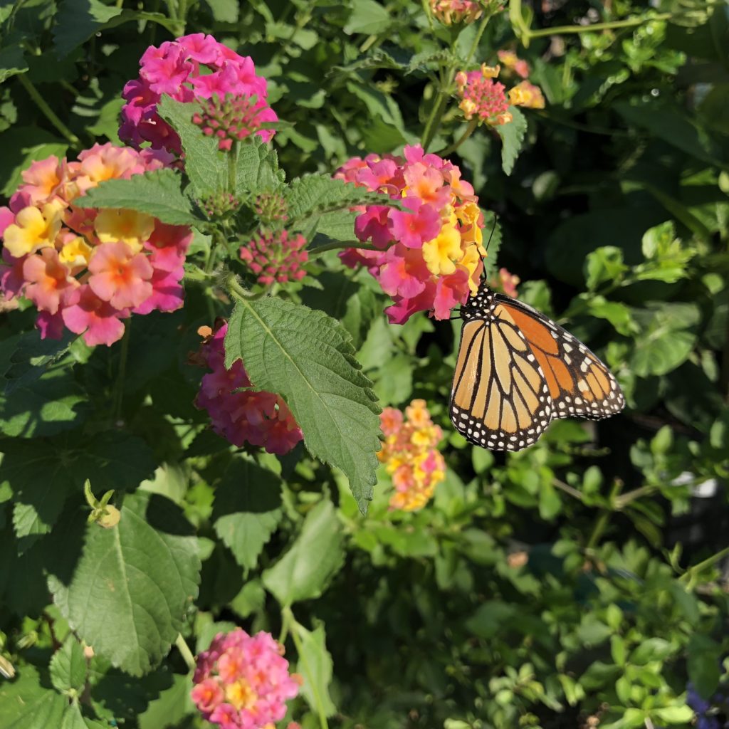 Creating a Butterfly Habitat Garden in Houston