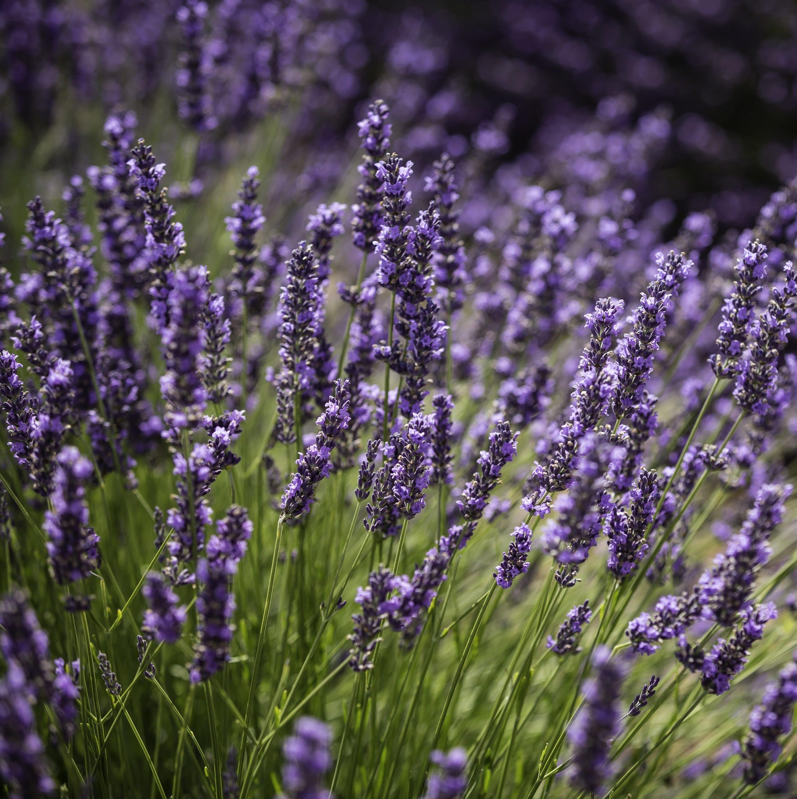 lavender fields Buchanan�s Native Plants