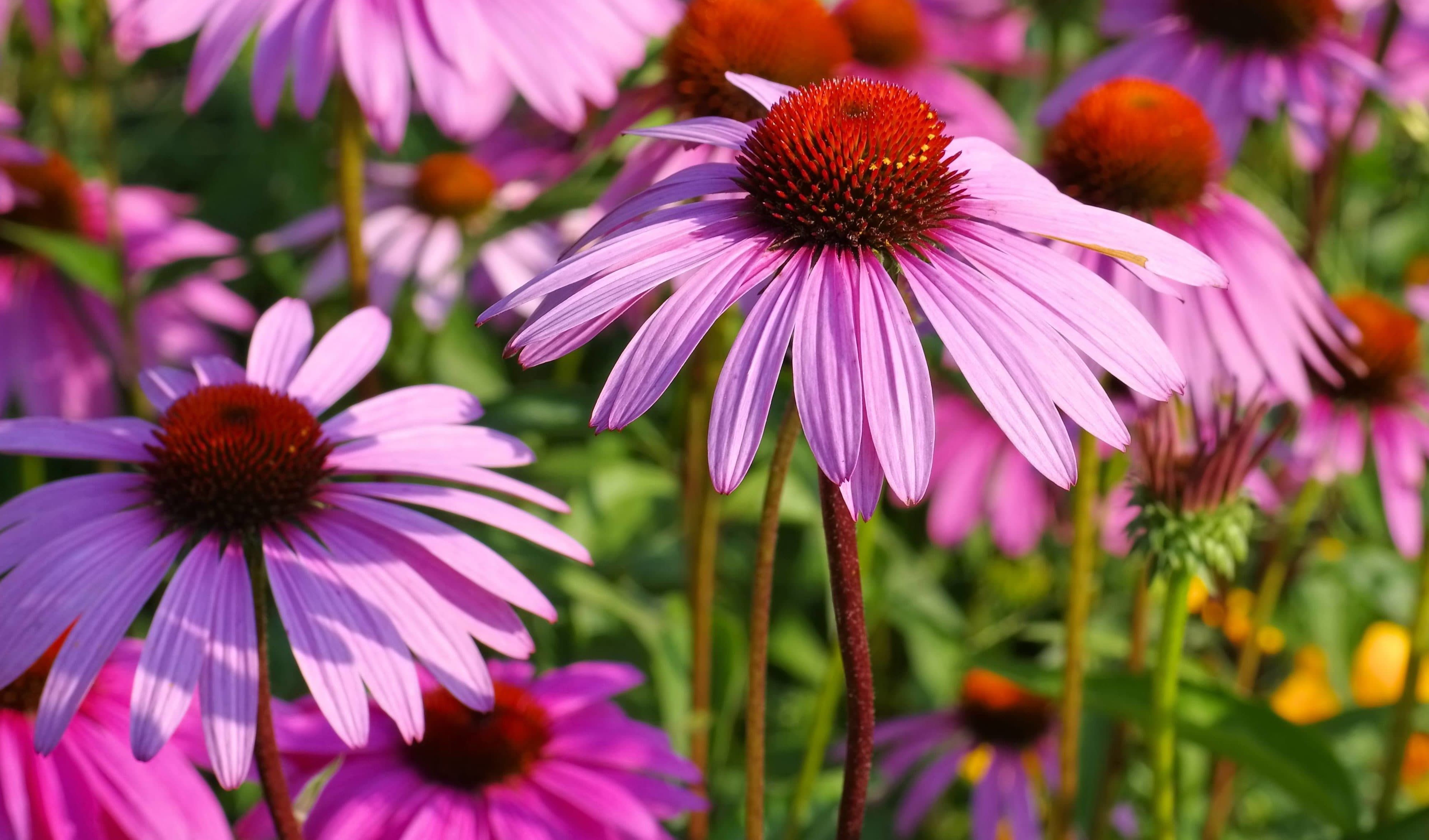 Purple coneflower, nice pink summer flower Buchanan�s