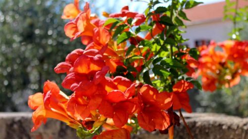Esperanza Flowers Orange