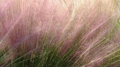 pink muhly grass