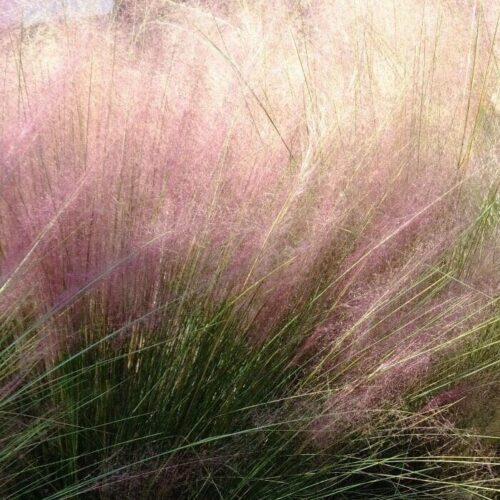 pink muhly grass