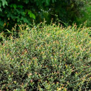 Texas Native Shrubs
