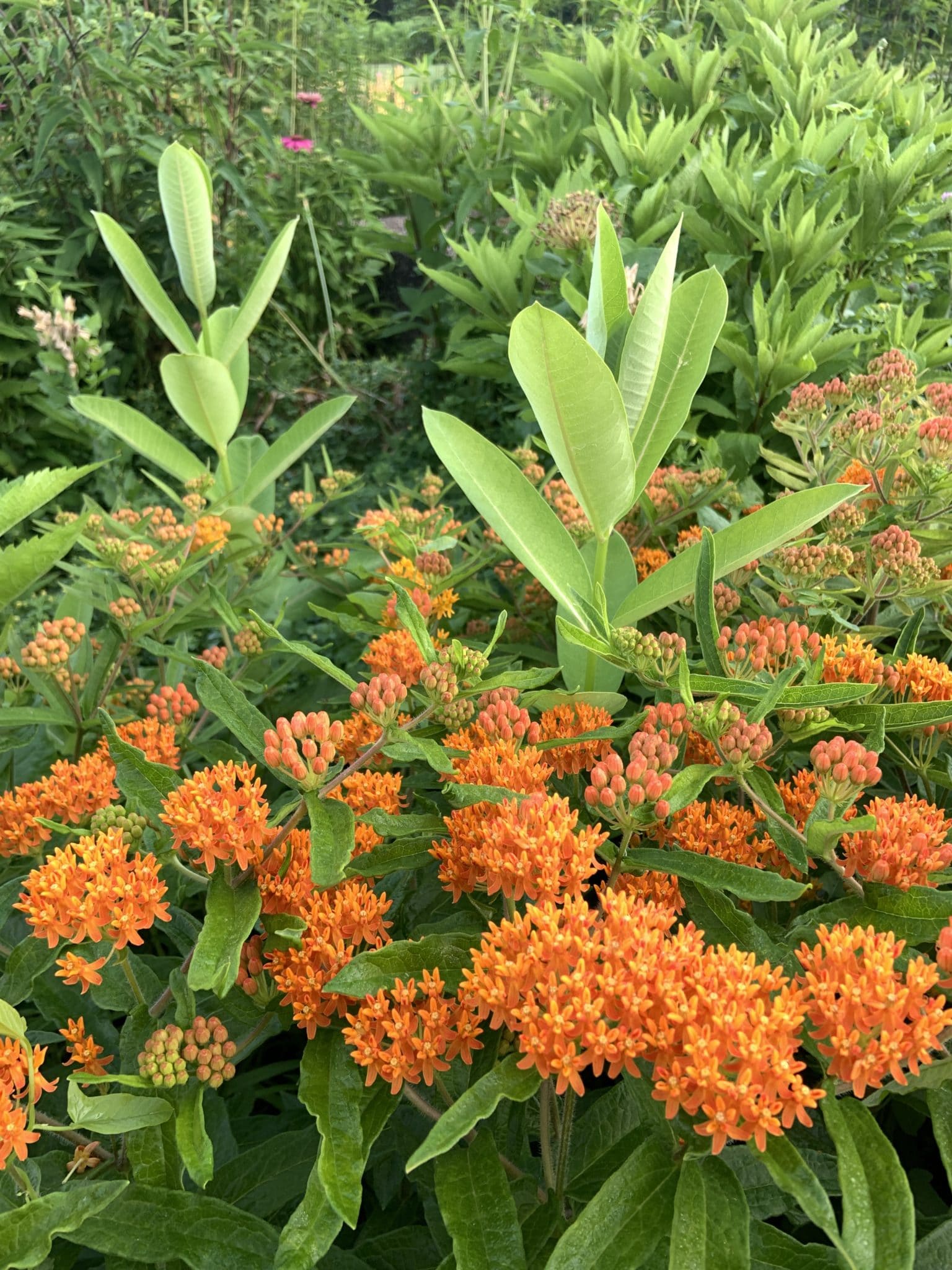 Milkweed Buchanan�s Native Plants