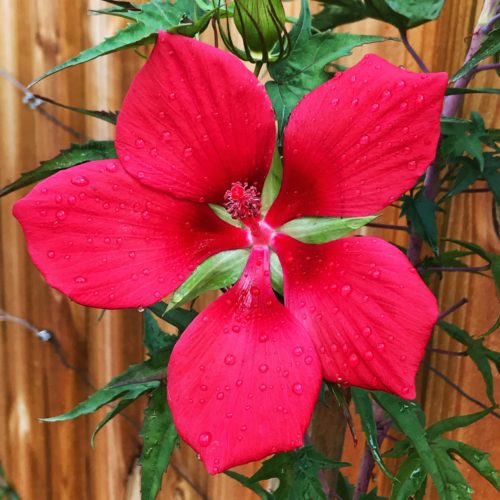 Red Texas Star Hibiscus