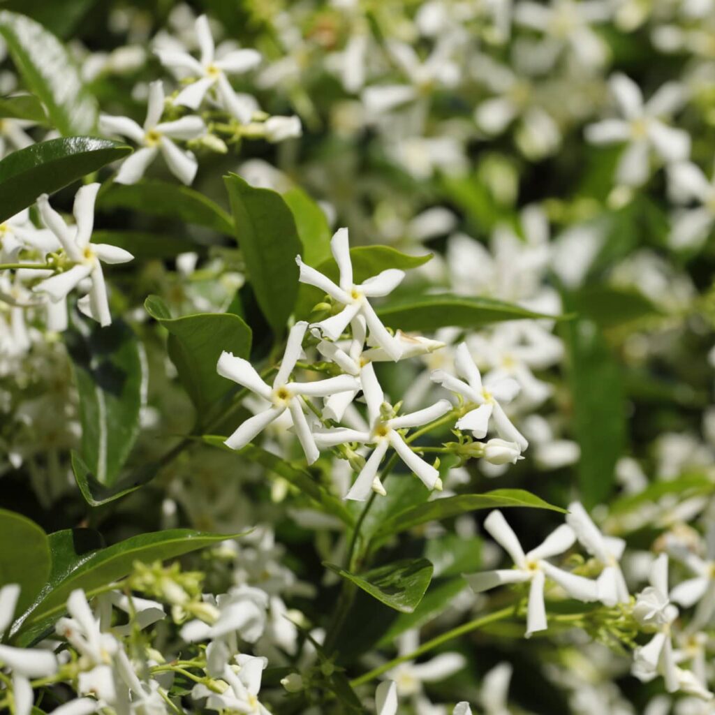 Star Jasmine Flower